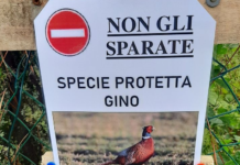 “Non sparate a Gino”. Un paese in difesa del fagiano-star