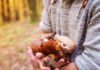 Limitazioni raccolta dei funghi. Il periodo di divieto