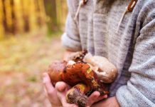 Regole importanti per una corretta raccolta dei funghi