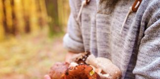 Limitazioni raccolta dei funghi. Il periodo di divieto