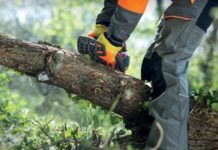 Lavori forestali, cancellato il vincolo paessaggistico. Cia: “Rimosso ostacolo per settore agroforestale”