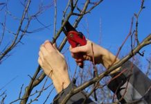 Cade da un albero. Trasportato al pronto soccorso. Fratture