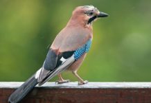 Bracconaggio, sequestrate trappole per volatili. Liberati merlo e ghiandaia