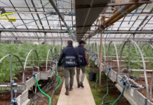 Coltivazione illegale di cannabis. Arresti e sequestri. Le foto del blitz