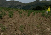 Patate in montagna. Caldo e siccità riducono la produzione dell’80%