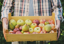 “Ti ricordi di me? Vuoi della frutta?”. Pesciatino mette in fuga il truffatore