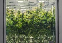 Piantagione di marijuana, arrestato 35enne. Una siepe per nascondere le piantine