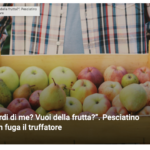 piantagione marijuana