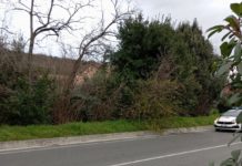 Cade arbusto in via Lucchese. Vigili del Fuoco al lavoro