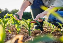 Aumenta la disoccupazione agricola. Domanda entro il 31 marzo