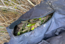 FURTI NEI VIVAI. Piante rinvenute in borsoni