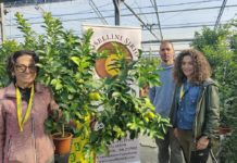 PIANTIAMO SALUTE. Ulivi, aranci e limoni in scuola pesciatina