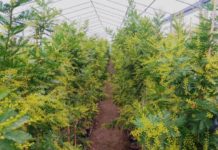 FESTA DELLA DONNA. Le mimose crescono nei vivai pesciatini