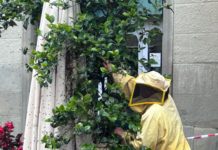 SCIAME DI API IN CENTRO. In azione un apicoltore. Nessun ferito. Le foto, le curiosità