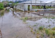 MALTEMPO. ALLAGATI 4000 metri quadri di serre. Statice e limonium sottacqua