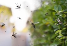 Campagna contro la proliferazione delle zanzare. Le date