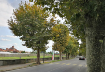 VIALE GARIBALDI. Taglio e nuova piantumazione di platani