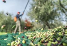 GIOVANI AGRICOLTORI. Contributo in conto capitale del 65% e dell’80%