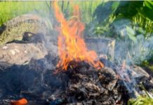 Divieto abbruciamento dei residui vegetali