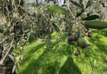 OLIVE, ANNATA SCARICA IN PROVINCIA. Crollo di circa l’80% della produzione