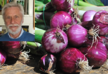 LA CIPOLLA CONSACRATA A LATONA | Franco Corsetti
