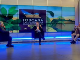 Olivicoltura, Confagricoltura Toscana: “Tempo scaduto, agire adesso per recuperare competitività”