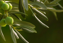 OLIVI DI AZIENDE PESCIATINE nelle scuole pistoiesi. Giornata Nazionale degli Alberi