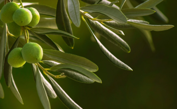 OLIVI DI AZIENDE PESCIATINE nelle scuole pistoiesi. Giornata Nazionale degli Alberi