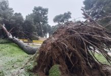 PERICOLO PINI in Valchiusa. Parcheggio, sosta vietata