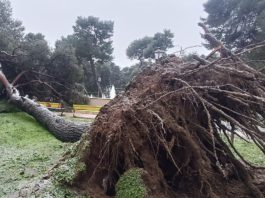 PERICOLO PINI in Valchiusa. Parcheggio, sosta vietata
