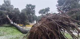 PERICOLO PINI in Valchiusa. Parcheggio, sosta vietata