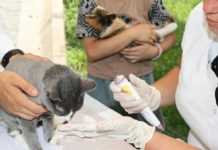 Sostegno economico pagamento spese veterinarie