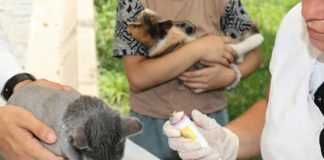 Sostegno economico pagamento spese veterinarie