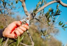 Al via il corso di potatura dell’olivo. Aperte le iscrizioni