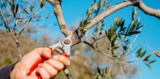 Al via il corso di potatura dell’olivo. Aperte le iscrizioni