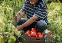 DISOCCUPAZIONE AGRICOLA. Chi ne ha diritto, come presentare la domanda