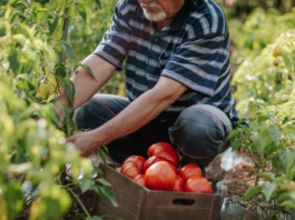 DISOCCUPAZIONE AGRICOLA. Chi ne ha diritto, come presentare la domanda