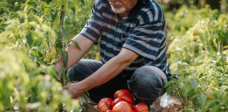 DISOCCUPAZIONE AGRICOLA. Chi ne ha diritto, come presentare la domanda