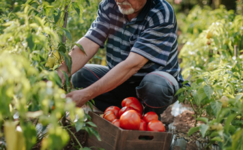 DISOCCUPAZIONE AGRICOLA. Chi ne ha diritto, come presentare la domanda