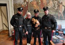 GINO, CANE SMARRITO in mezzo al traffico. Tratto in salvo dai Carabinieri