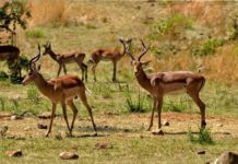 Seminario sul tema “Gestione della fauna selvatica”. Se ne parla al museo Andreotti