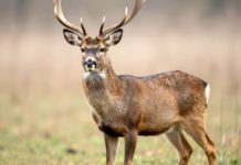 Seminario sul tema “Gestione della fauna selvatica”. Se ne parla al museo Andreotti