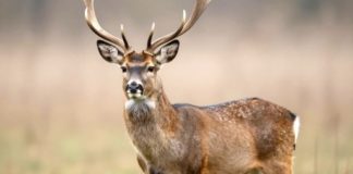 Seminario sul tema “Gestione della fauna selvatica”. Se ne parla al museo Andreotti