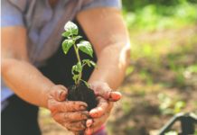 Bando giovani imprenditori agricoli. Come fare domanda