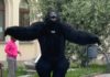 UN GORILLA GIGANTE A PESCIA. Trovata pubblicitaria o burla?