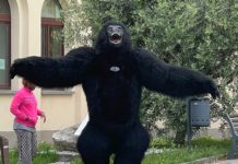 UN GORILLA GIGANTE A PESCIA. Trovata pubblicitaria o burla?