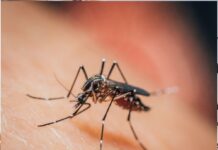 Sospetto caso DENGUE. Trattamento di disinfestazione