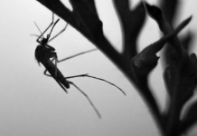 NESSUN CASO DI DENGUE. Allarme rientrato, si trattava di influenza